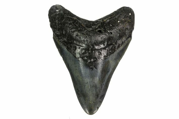 Fossil Megalodon Tooth - South Carolina #149398